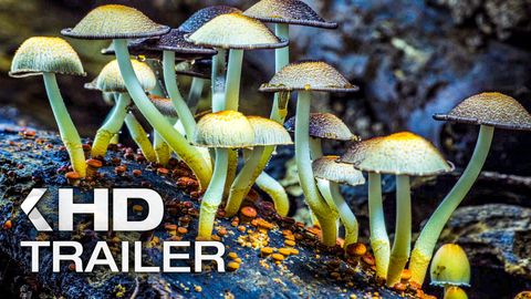 Bild zu Fantastische Pilze <span>Trailer</span>