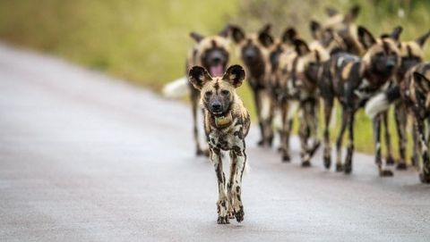 Bild zu Wildhunde: Mit dem Rudel laufen