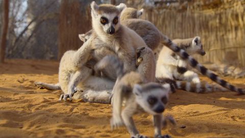 Bild zu Für die Wildnis geboren