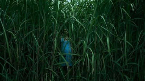 Image of In the Tall Grass