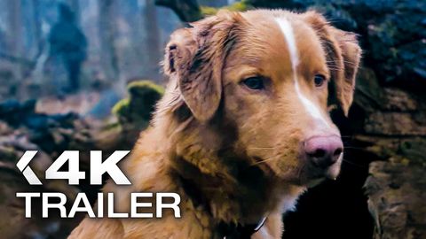 Image of Good Boy <span>Trailer 2</span>