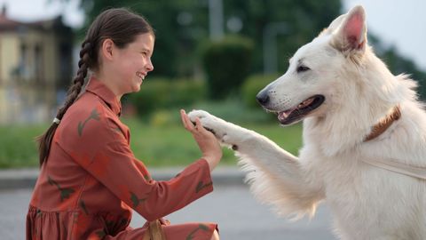 Image of The Travelling Dog