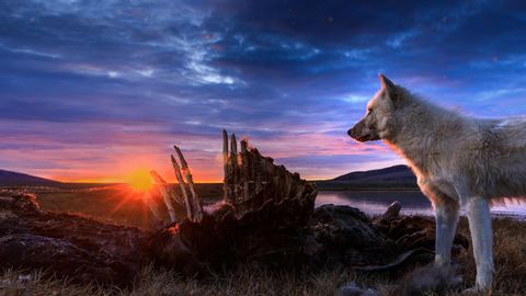 Bild zu Königreich des Polarwolfs