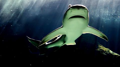 Bild zu Bullenhaie auf Beutejagd