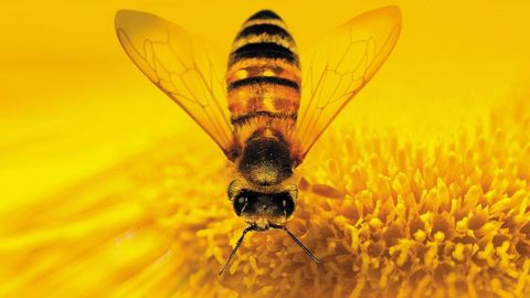 Bild zu More than Honey - Bitterer Honig
