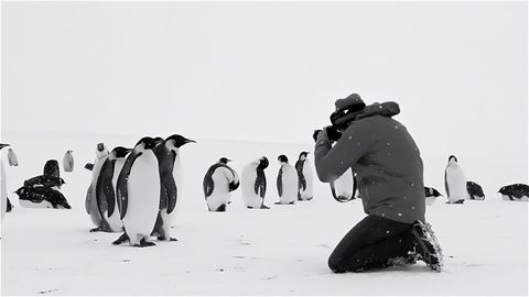 Bild zu Rückkehr zum Land der Pinguine