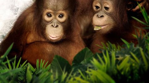 Image of Orangutan Jungle School