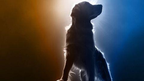 Bild zu Air Bud Returns