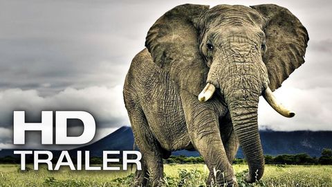 Bild zu African Safari 3D <span>Video</span>