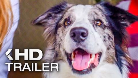 Bild zu Die Hunde-Gang: Helden auf vier Pfoten <span>Trailer</span>
