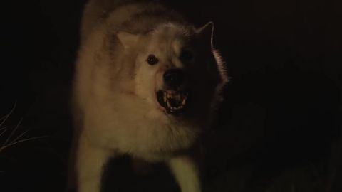 Image of Alma & the Wolf
