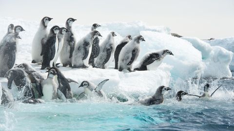 Bild zu Die Reise der Pinguine 2: Der Weg des Lebens