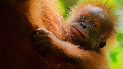 Image of Secret Lives of Orangutans