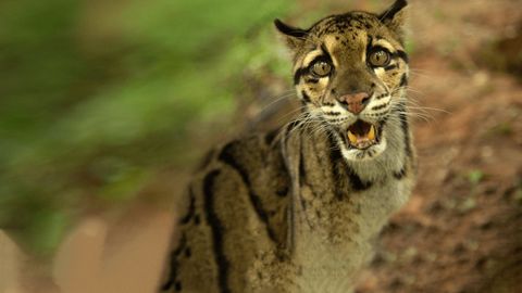 Image of Wild Cats of India