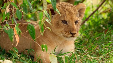 Bild zu Lion: Die Löwen-Saga