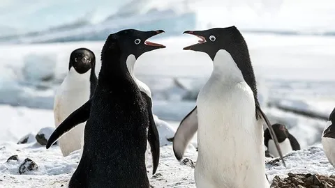 Bild zu Penguins