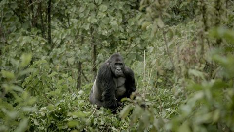Bild zu Silverback