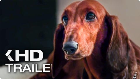 Image of Wiener-Dog <span>Trailer</span>
