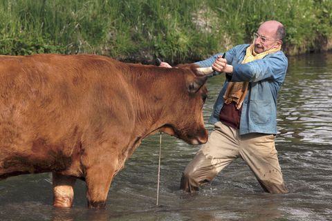 Image of One Man and his Cow