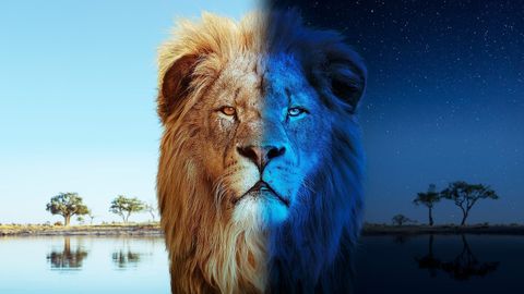 Image of Big Cats 24/7