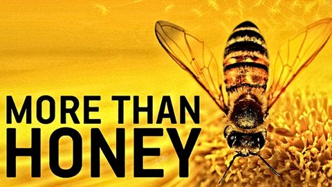 Bild zu More than Honey - Bitterer Honig <span>Video</span>