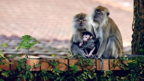 Bild zu Macaque Island