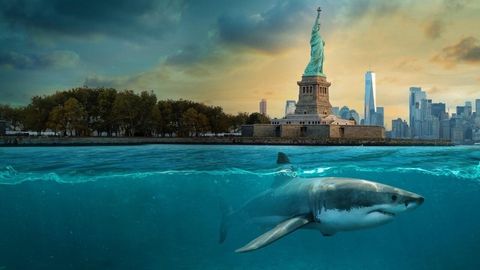 Bild zu Baby-Haie vor New York