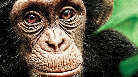 Bild zu Schimpansen <span>Video</span>