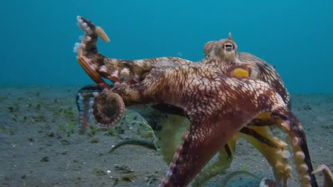 Bild zu Die geheimnisvolle Welt der Oktopusse