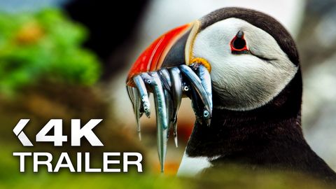 Bild zu Die Wilde Nordsee: Natur, die sich nicht zähmen lässt <span>Trailer</span>