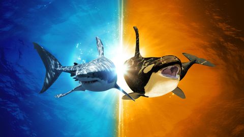 Image of Killer Shark Vs. Killer Whale