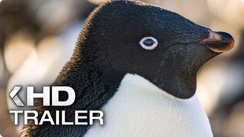 Image of Penguins <span>Trailer</span>