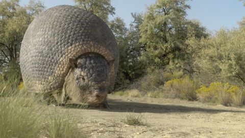 Bild zu Ein Planet vor unserer Zeit: Eiszeit