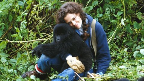 Image of Gorillas in the Mist