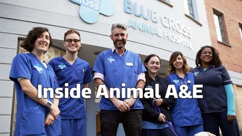 Bild zu Animal Ambulance – Haustiere in Not