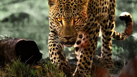 Bild zu Leben mit Leoparden