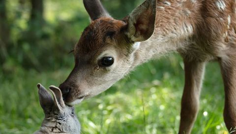 Bild zu Bambi: Eine Lebensgeschichte aus dem Wald