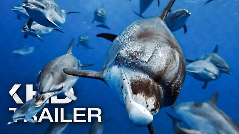 Bild zu Ozean mit David Attenborough <span>Trailer</span>