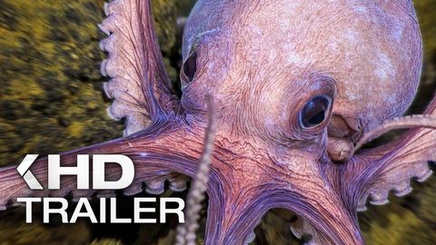 Bild zu Die geheimnisvolle Welt der Oktopusse <span>Trailer</span>
