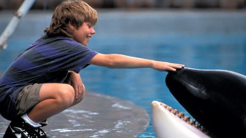 Image of Free Willy