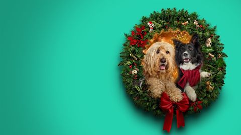 Bild zu Finding Christmas Love: Mitten ins Herz