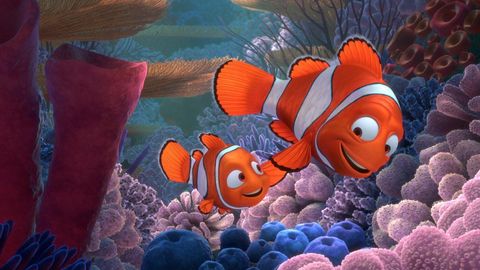 Bild zu Findet Nemo
