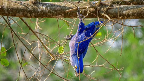 Image of South America's Weirdest Animals