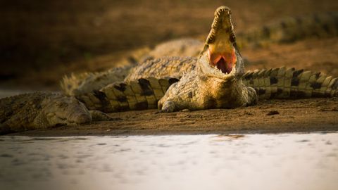 Image of Crocodiles Revealed