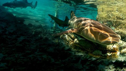 Bild zu Akte Hai – Dem Raubtier auf der SpurShark Attack Files