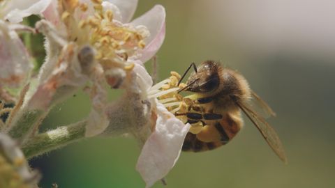 Image of A Bee's Diary