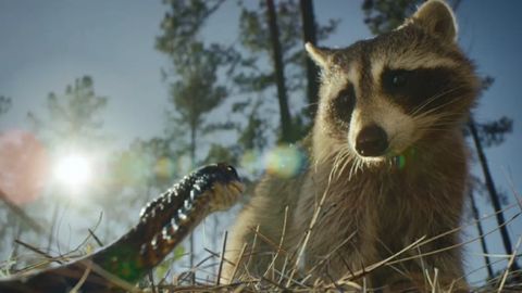 Bild zu Nightmares of Nature: Wilde Horrorgeschichten