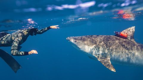 Bild zu Die Tigerhaie von Maui