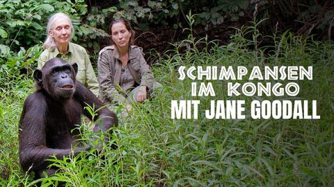 Image of Rescued Chimpanzees of the Congo with Jane Goodall