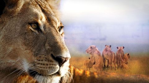 Bild zu Die Dynastie der Löwen – Aufstieg und Fall des Marsh-Rudel